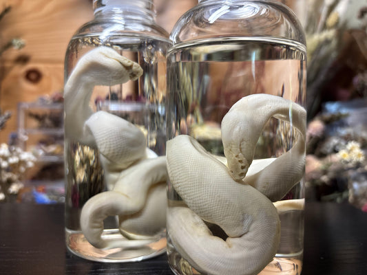 stillborn deformed ball python wet specimens