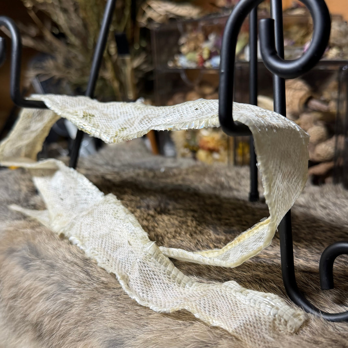 snow corn snake hide