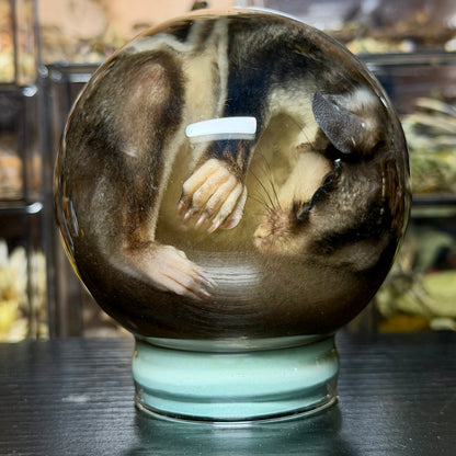 sugar glider globe wet specimen