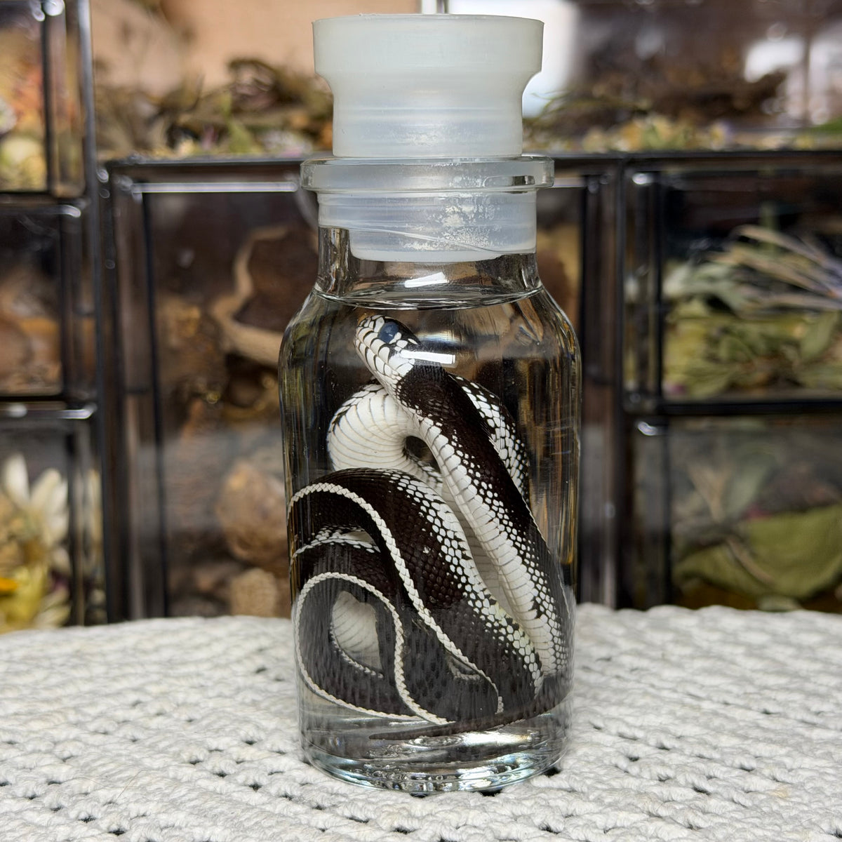 baby king snake wet specimen