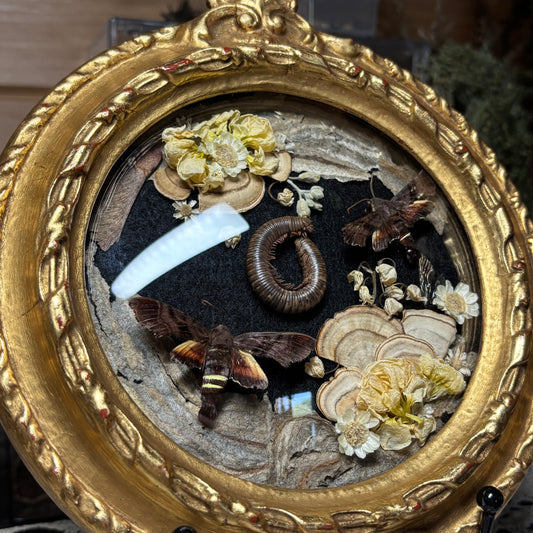 pair of nessus sphinxes & millipede vintage frame