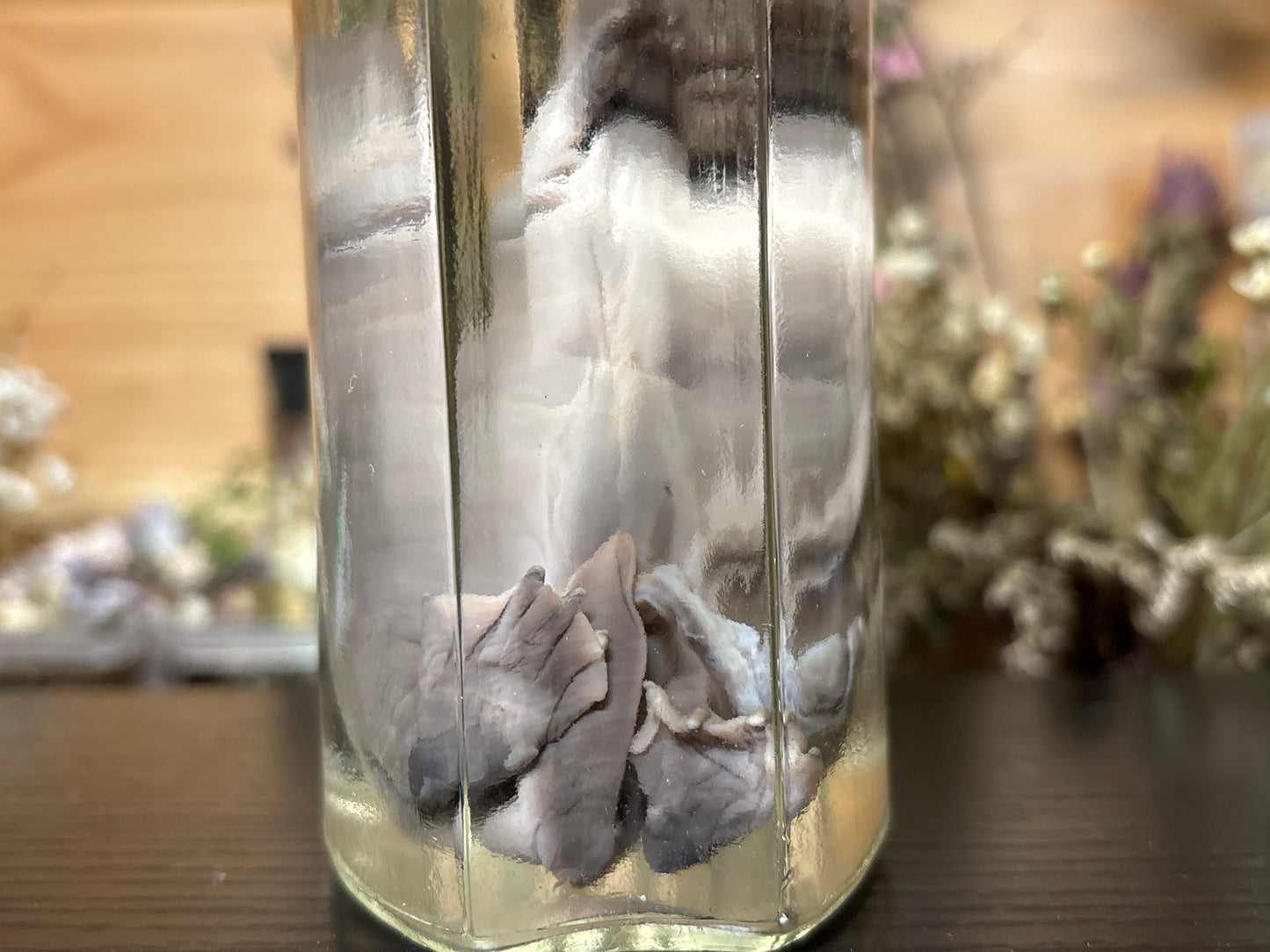 fetal beaver wet specimen