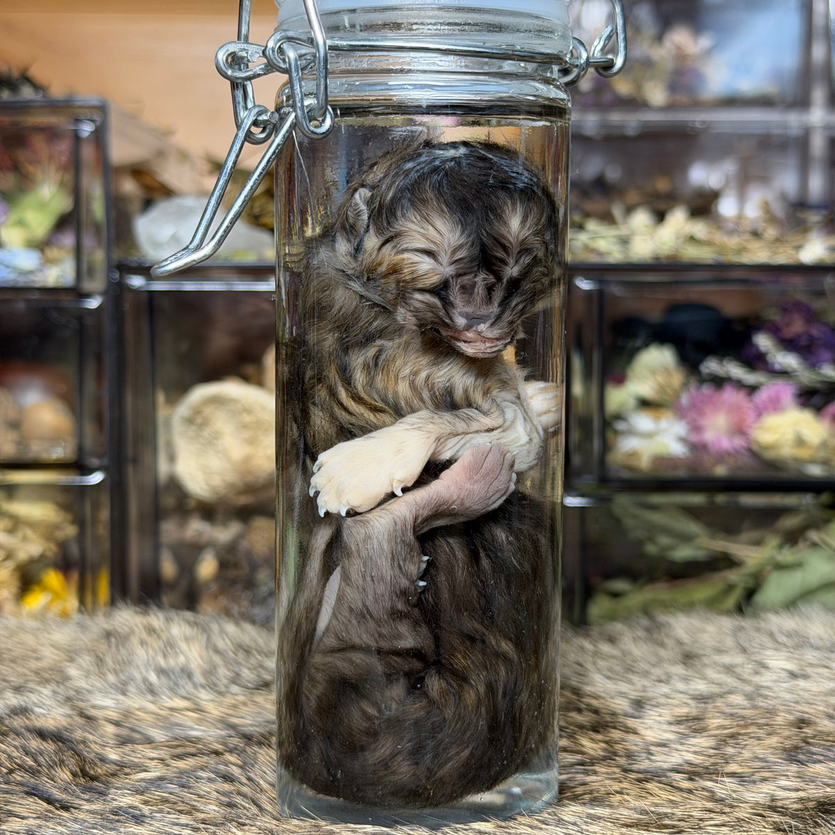 pathological kitten wet specimen