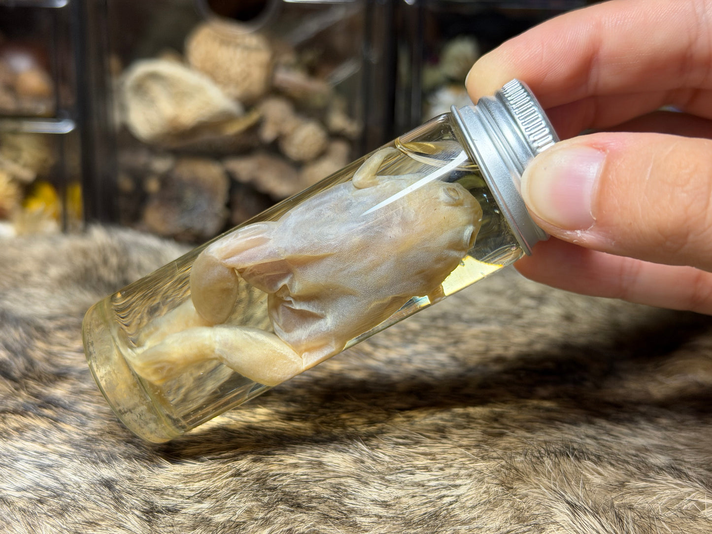 miscellaneous frog wet specimens