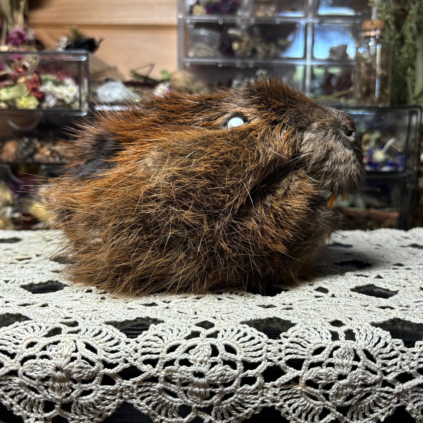 mummified adolescent beaver head