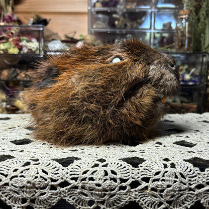 mummified adolescent beaver head
