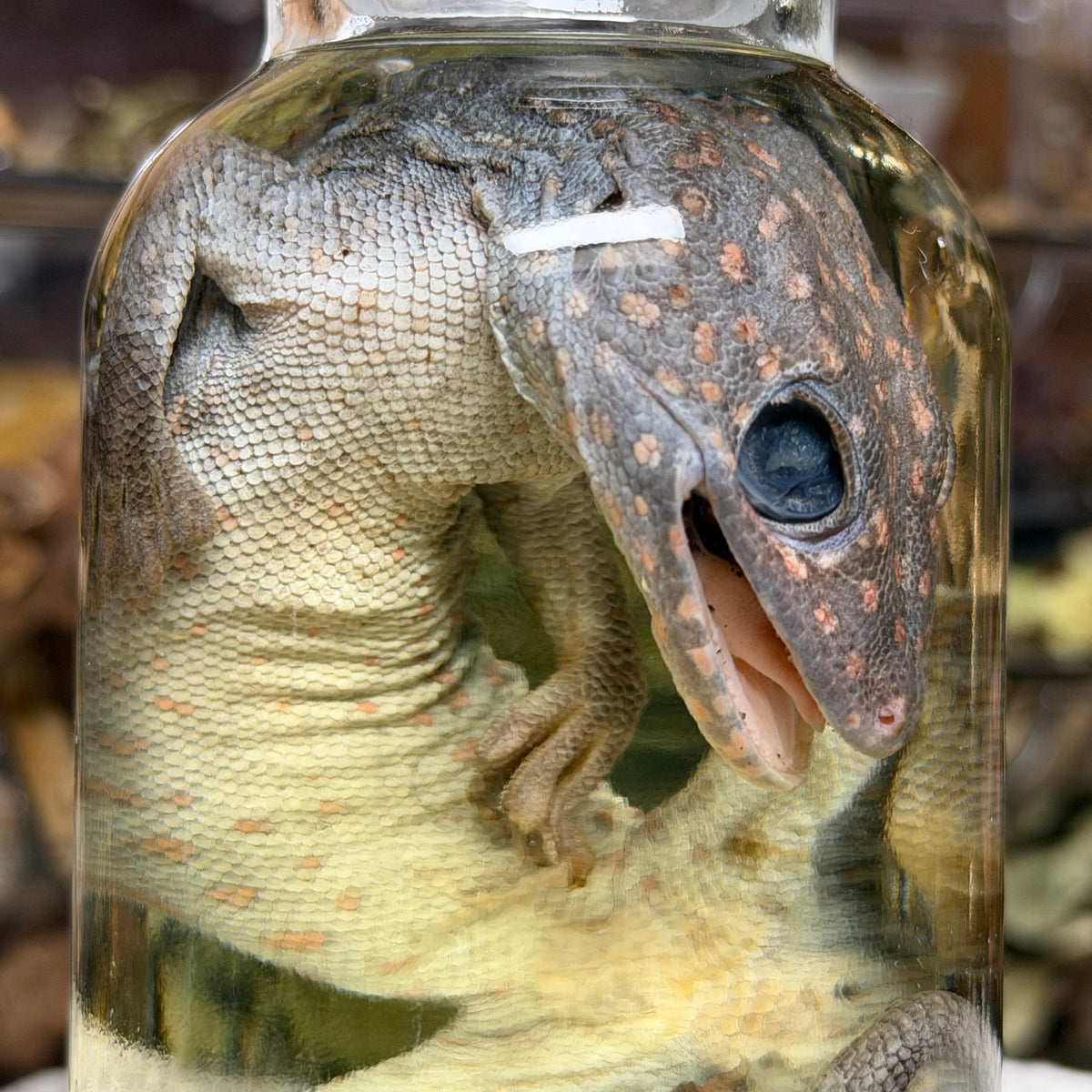 tokay gecko wet specimen