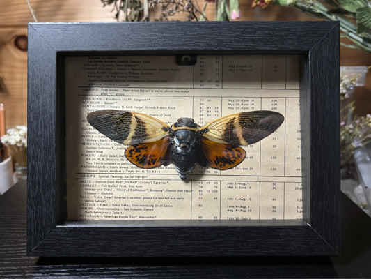 orange tropical cicada frame