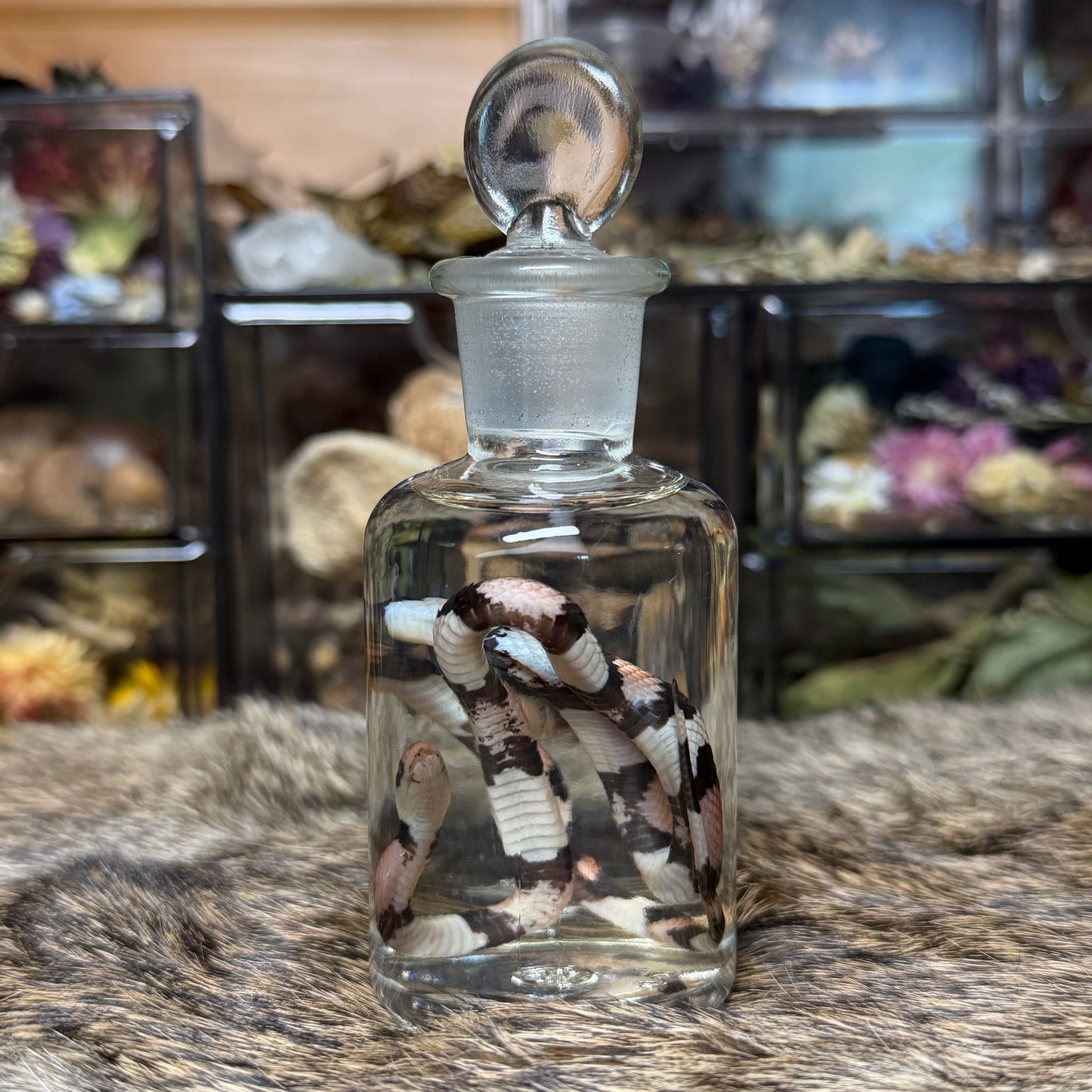 baby milk snake wet specimen