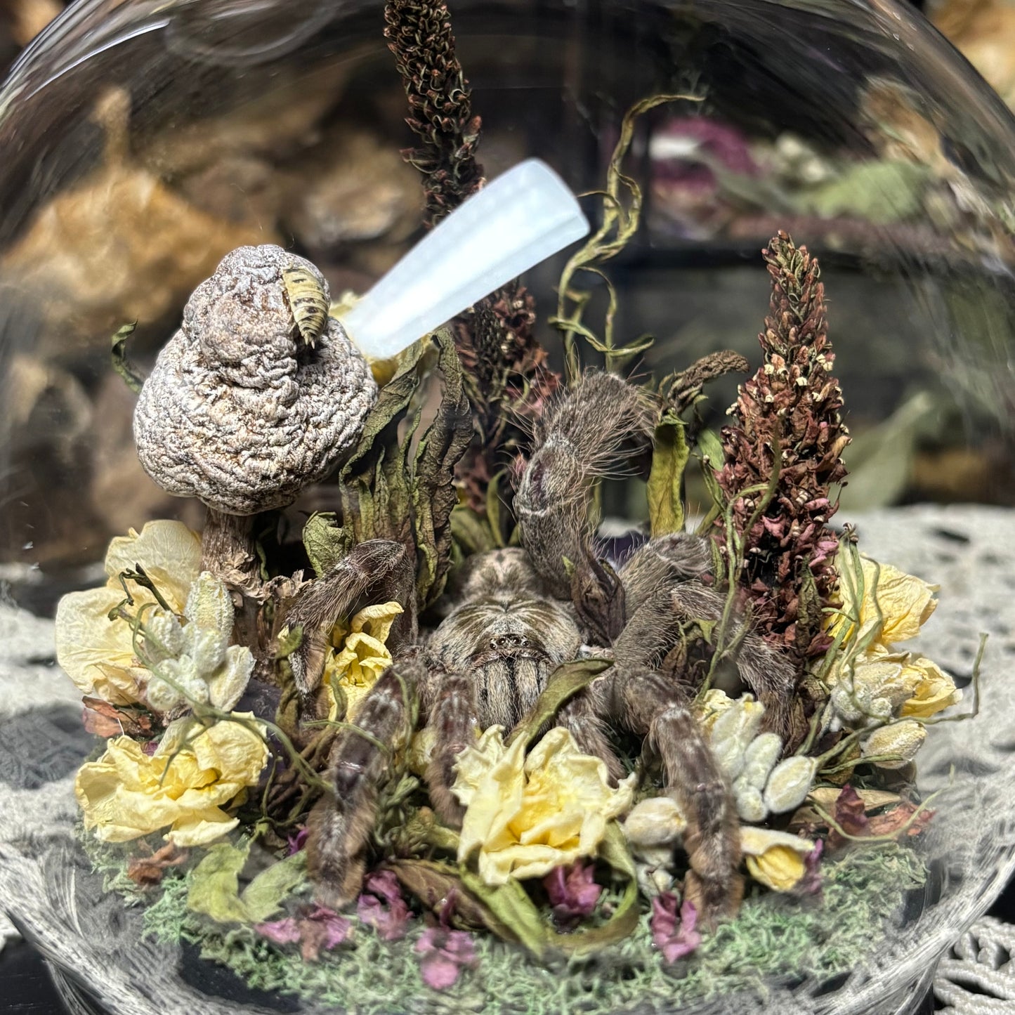baboon tarantula globe shrine