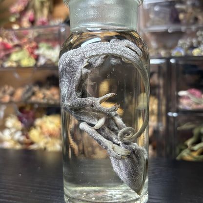panther chameleon wet specimen