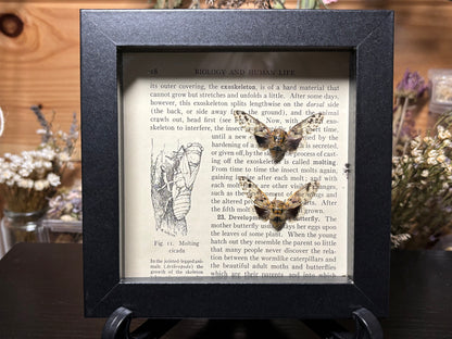 leafhopper cicada pair frame