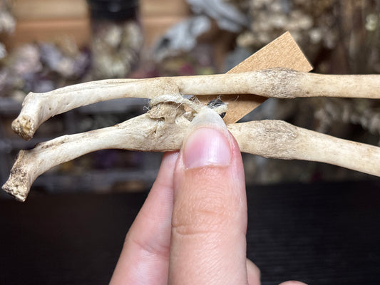 pathological nature cleaned baby goat ribs