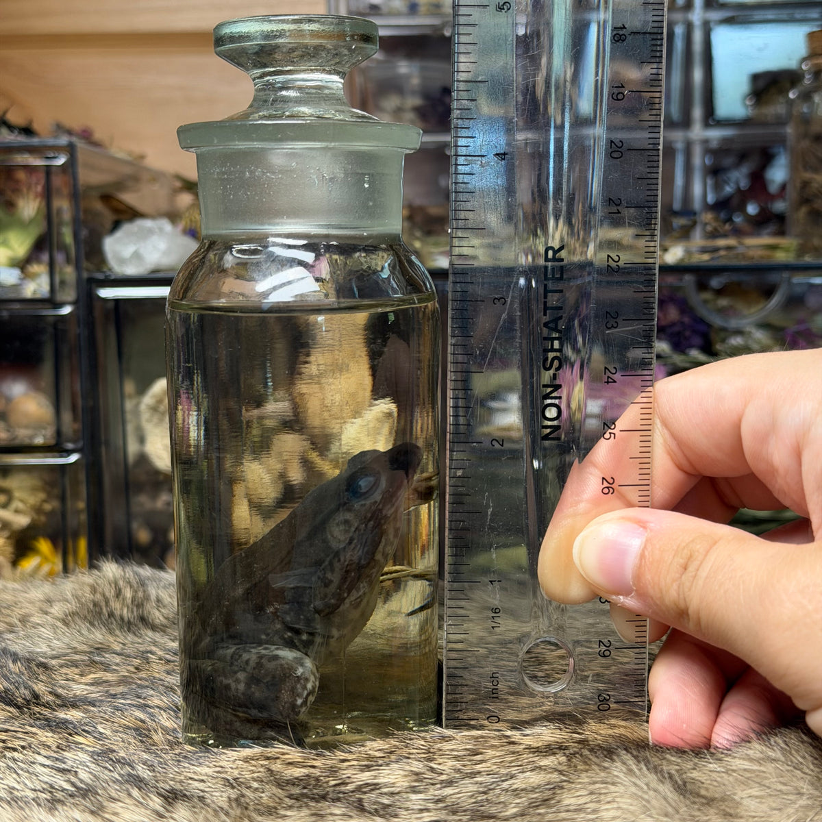 small bullfrog wet specimen