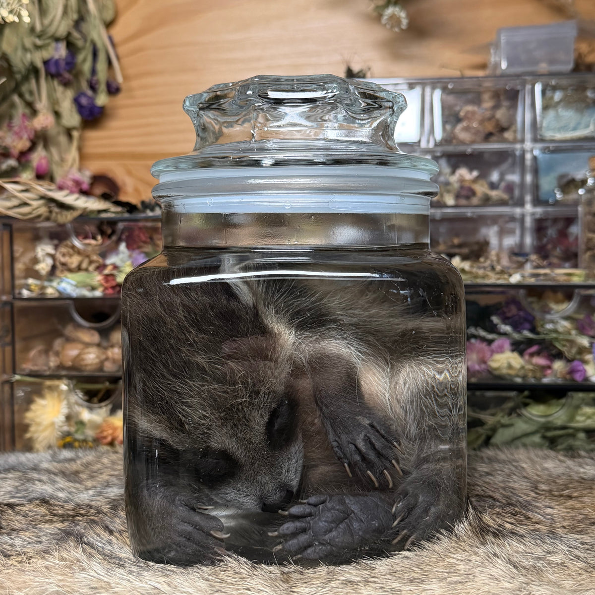darling baby raccoon wet specimen