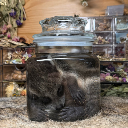 darling baby raccoon wet specimen