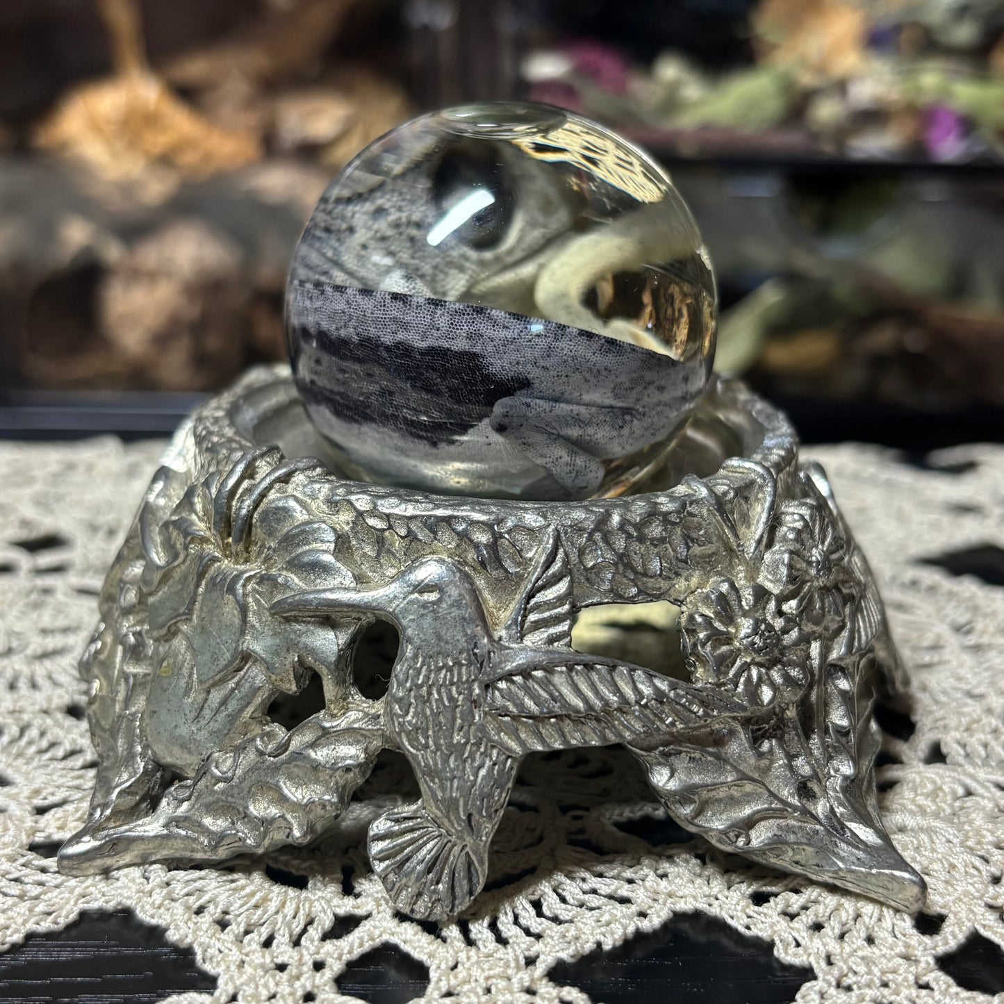 baby chameleon globe wet specimen