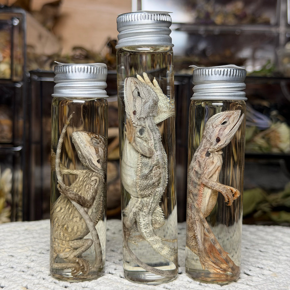 baby bearded dragon wet specimens