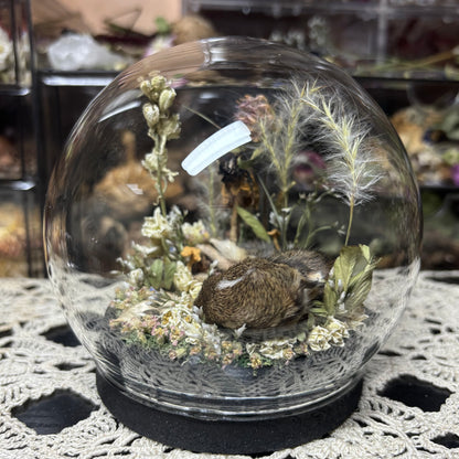 baby cottontail rabbit globe shrine