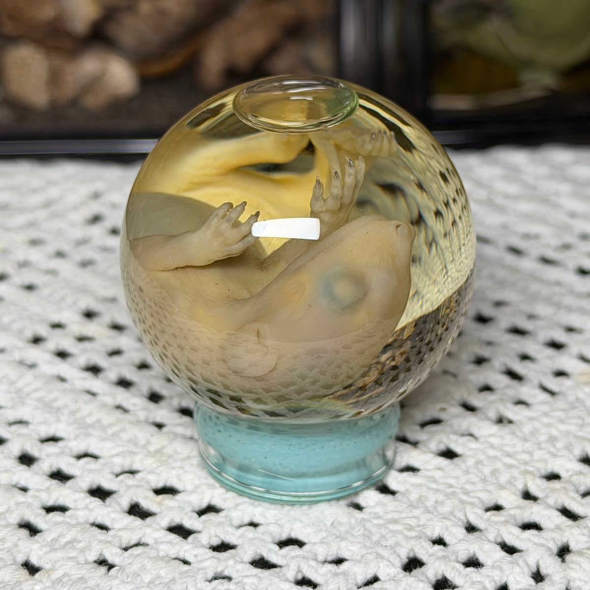bald opossum joey mini globe wet specimen