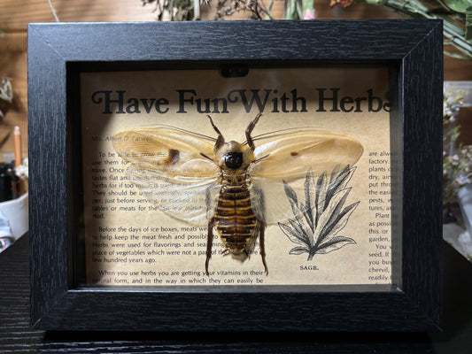 brown cockroach frame