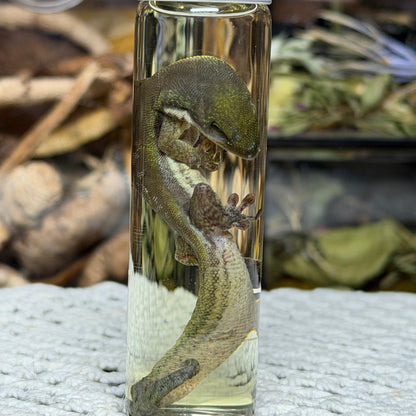 little day gecko wet specimen