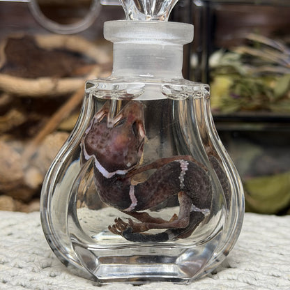 cave gecko wet specimen