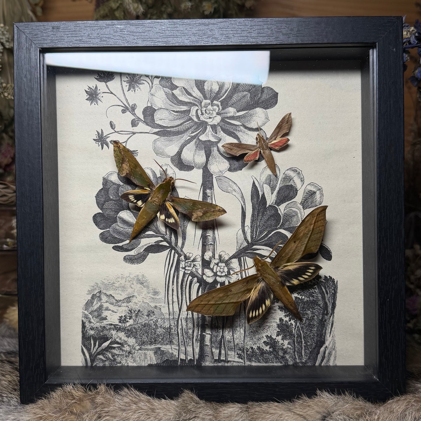 8x8 1930s gardener’s catalogue insect frames