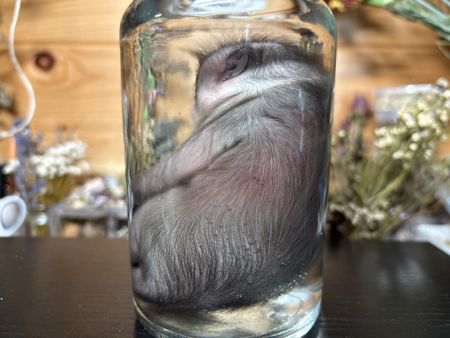 fetal porcupine wet specimen