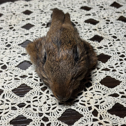 mummified domestic rabbit heads