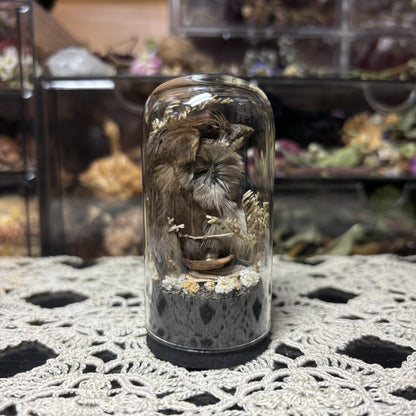 house sparrow head dome