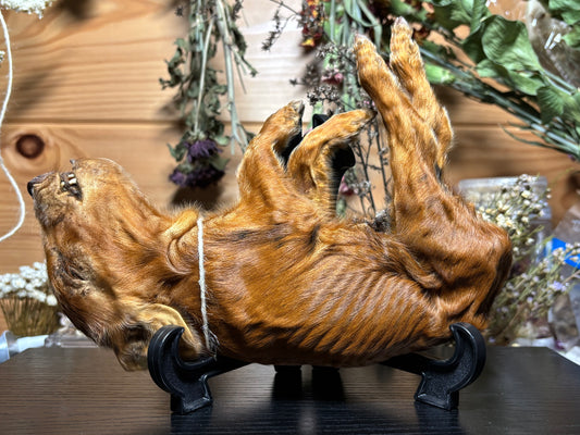 mummified kunekune piglet