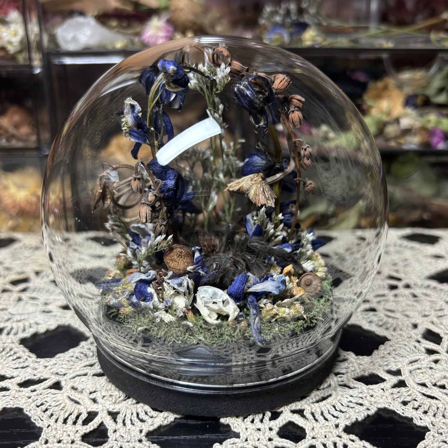 greenbottle blue tarantula globe shrine