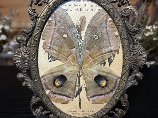 polyphemus moth wings ornate frame