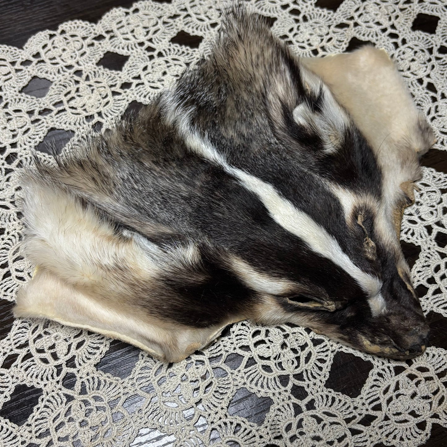 tanned face pelts & parts