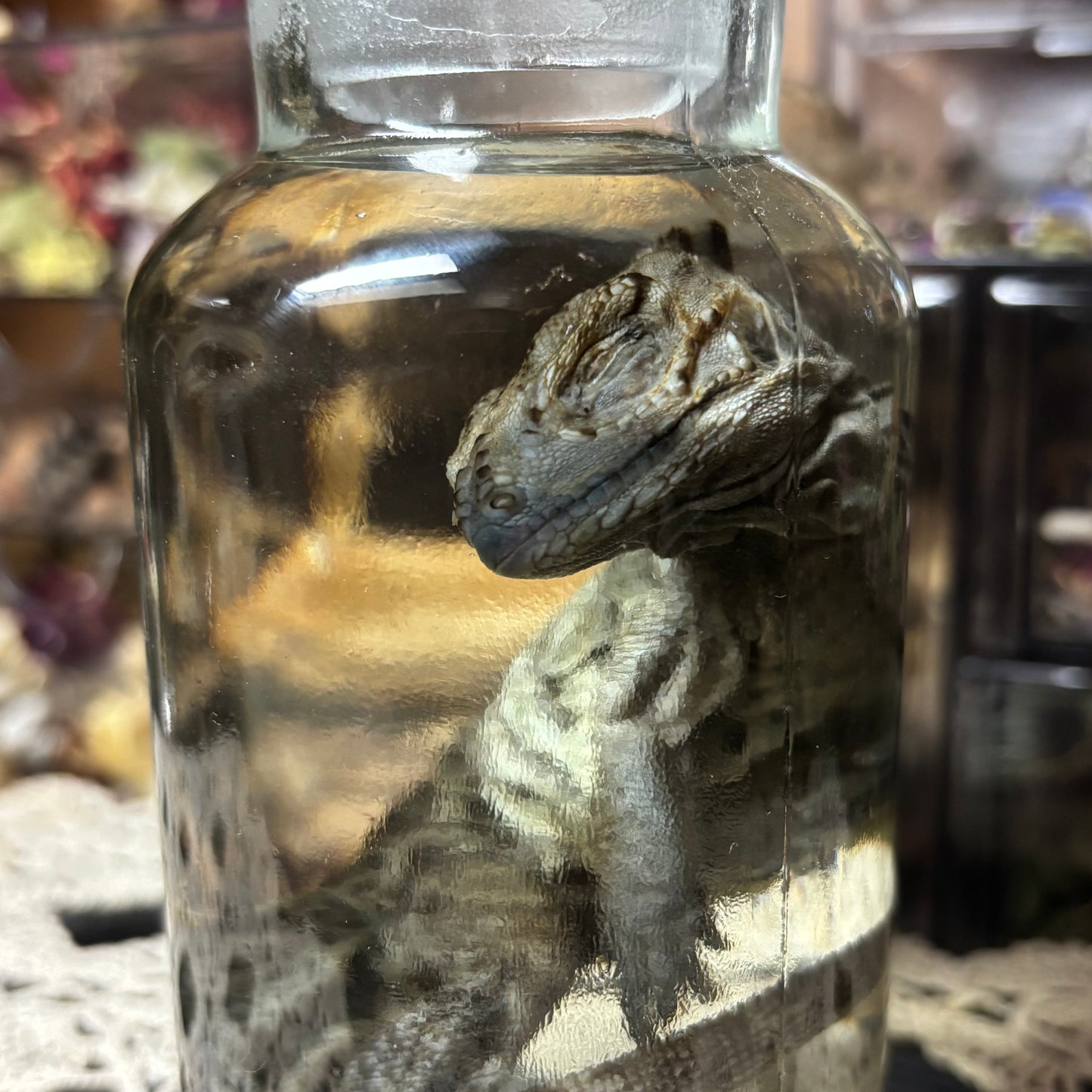 baby rhino iguana wet specimen