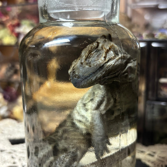 baby rhino iguana wet specimen