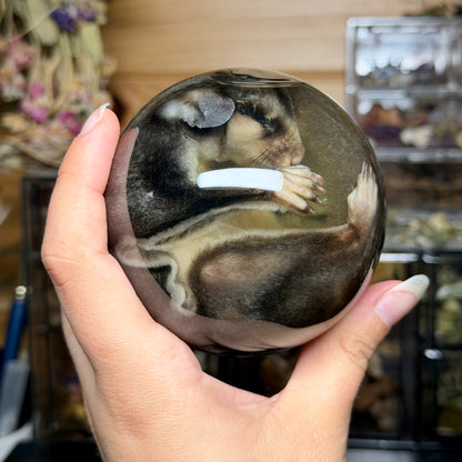 sugar glider globe wet specimen