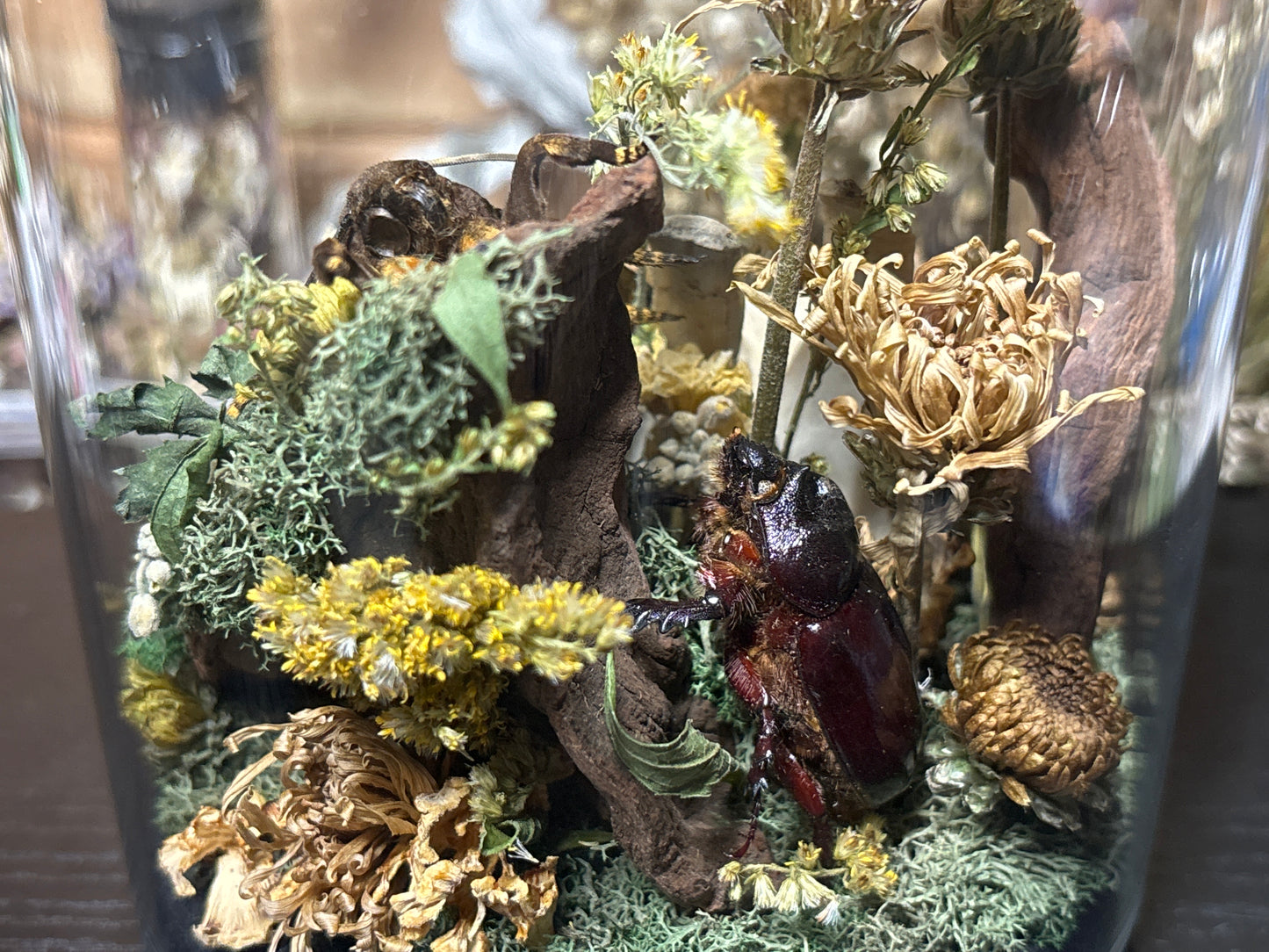 deathhead moth ‘communal’ cloche