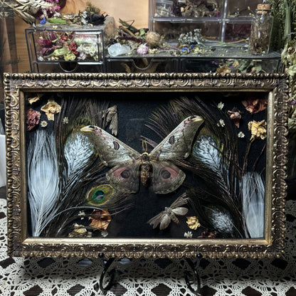 saturnia silk moth & pied peacock feathers vintage frame