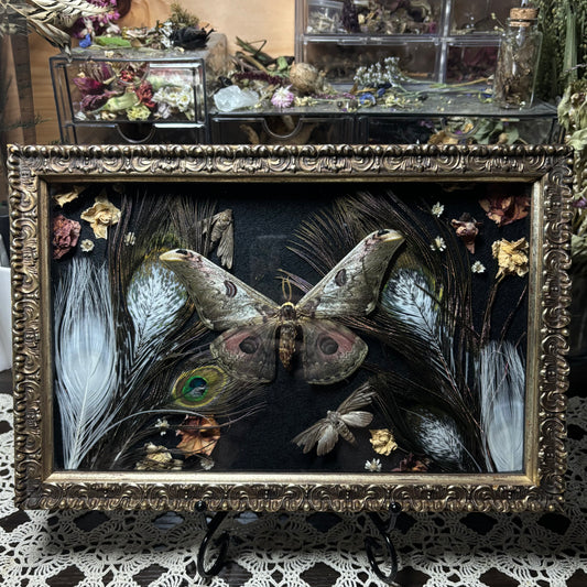 saturnia silk moth & pied peacock feathers vintage frame