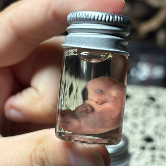 domestic rabbit embryo wet specimen