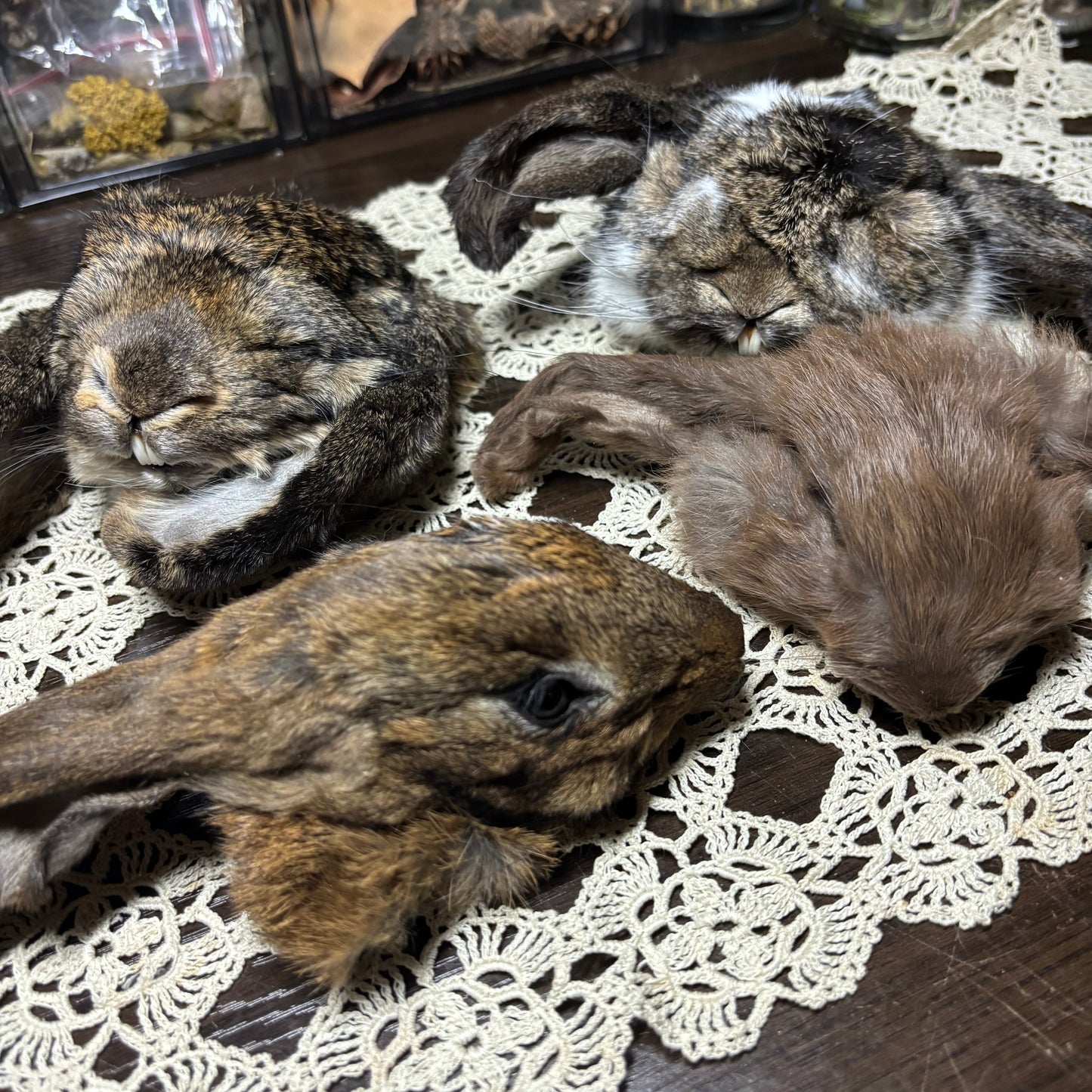 mummified domestic rabbit heads