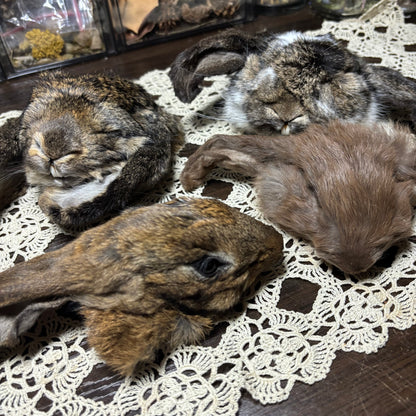 mummified domestic rabbit heads