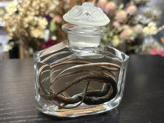 pair of long-tailed grass lizards wet specimen