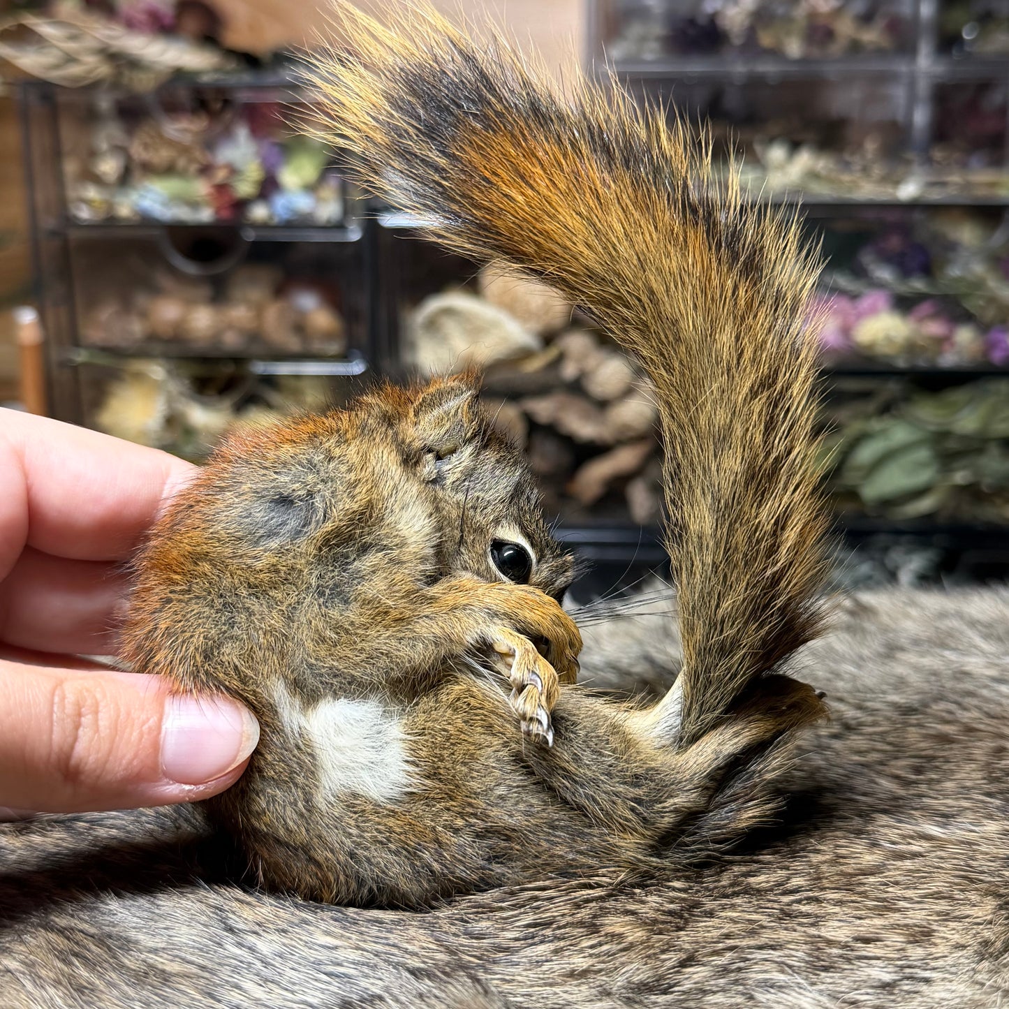 mummified pine squirrel