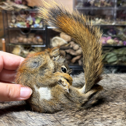 mummified pine squirrel