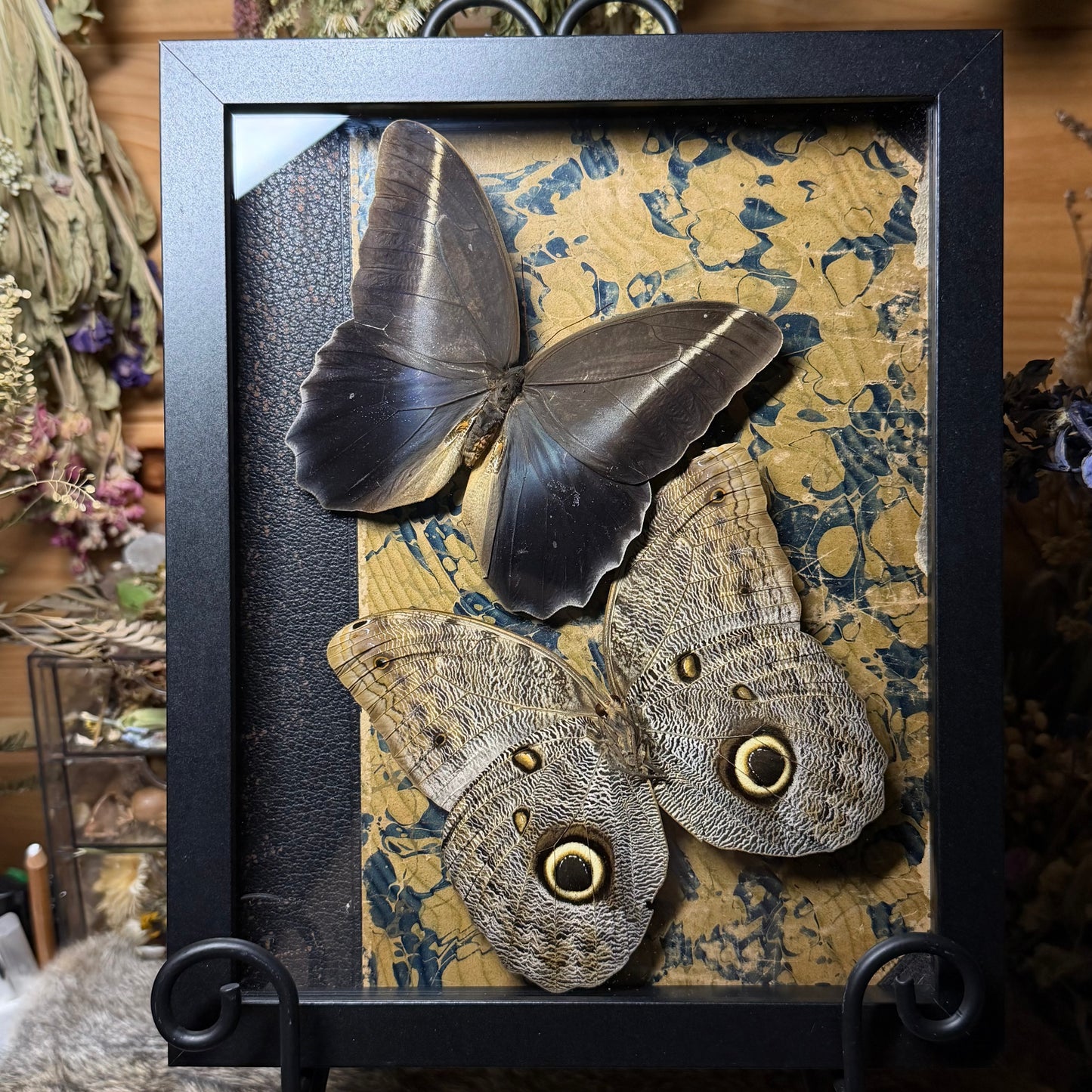 owl butterfly pair frame