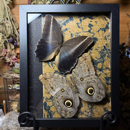 owl butterfly pair frame