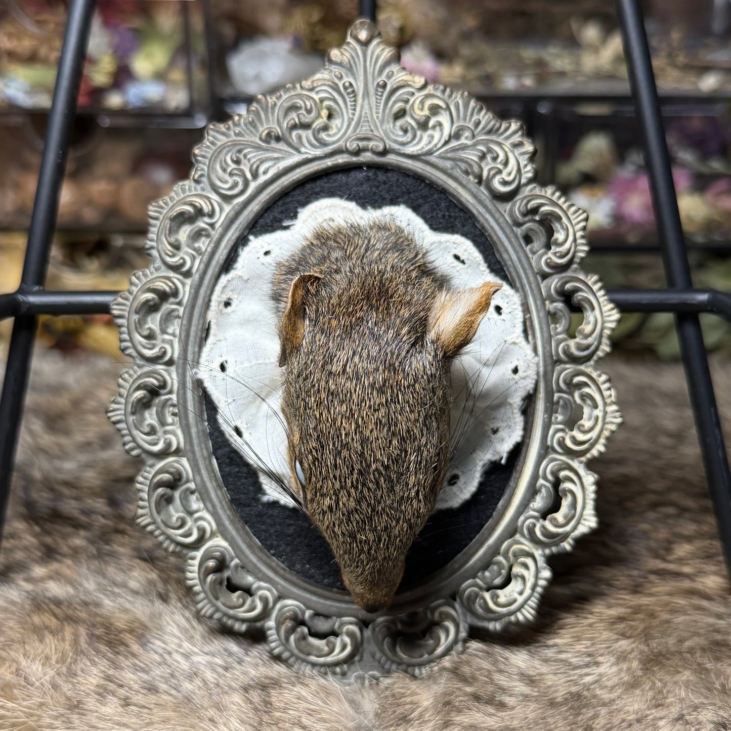 mummified squirrel head vintage plaque